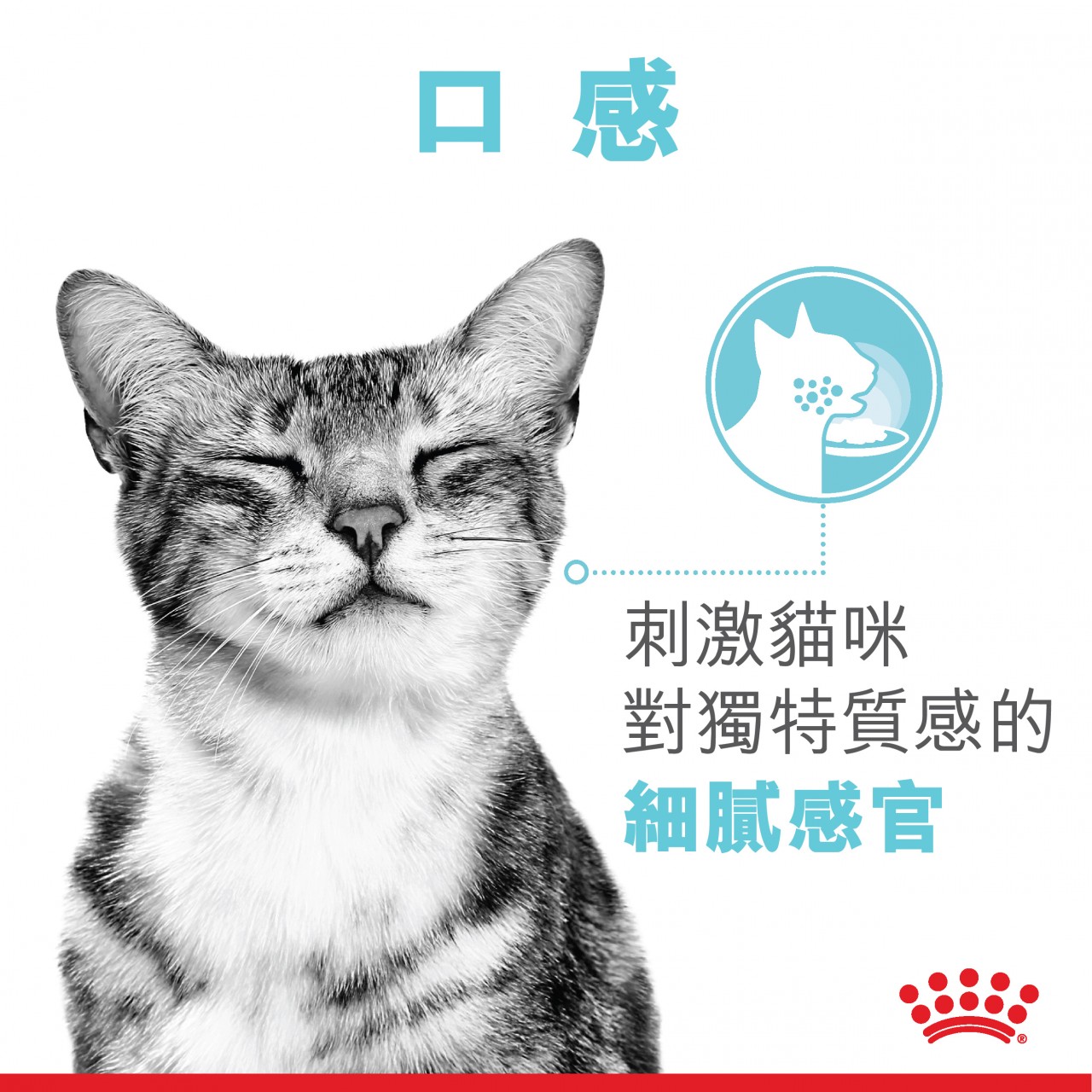 Royal Canin 法國皇家 Sensory 貓感系列 - FEEL 口感配方 (Gravy) 85g x12包