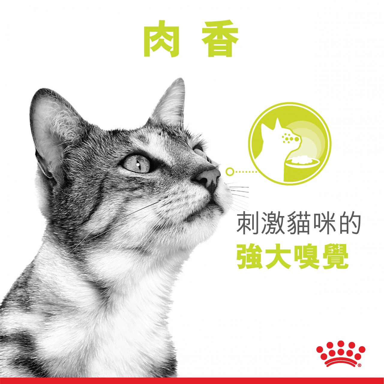 Royal Canin 法國皇家 Sensory 貓感系列 - SMELL 肉香配方 (Gravy) 85g x12包