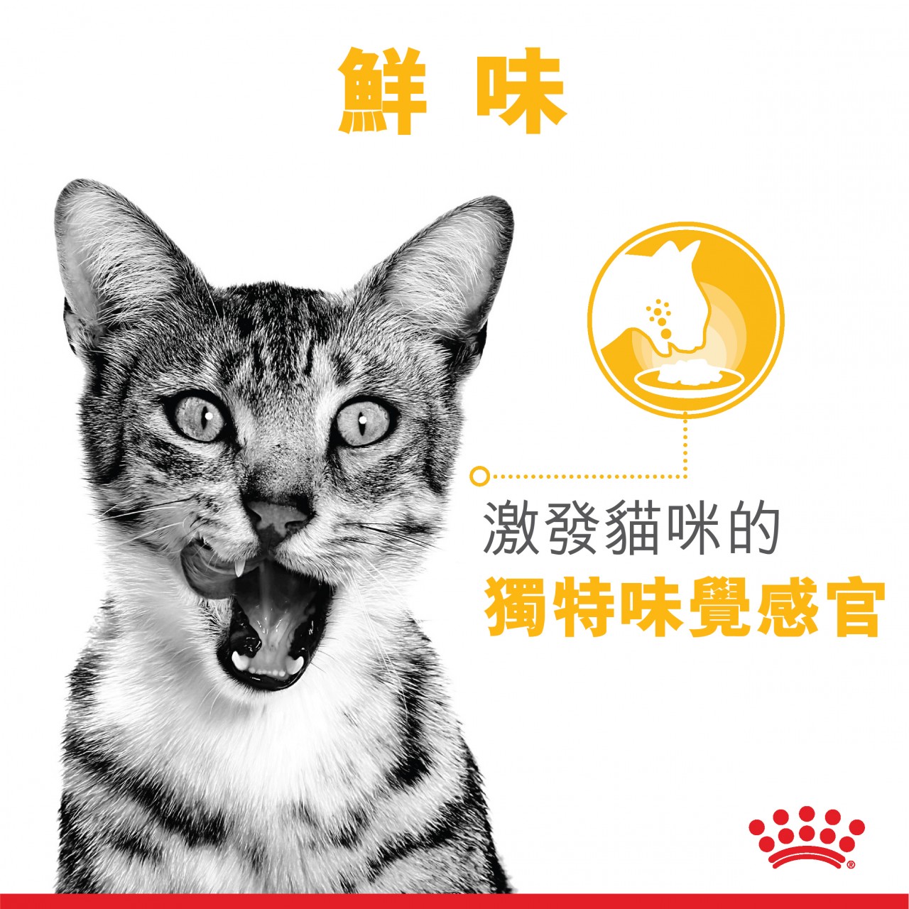 Royal Canin 法國皇家 Sensory 貓感系列 - TASTE 鮮味配方 (Gravy) 85g x12包