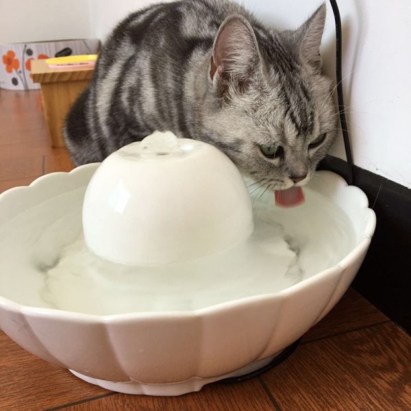 BEACON PET ORB AURA 陶瓷飲水機 2.1L