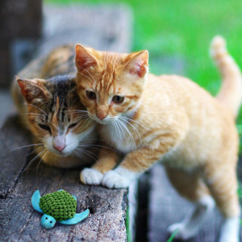 【購買正價貨品滿$300~可以以優惠價$46換購】KONG Refillable Turtle Catnip Cat Toy 海龜貓草套裝 (NT43)